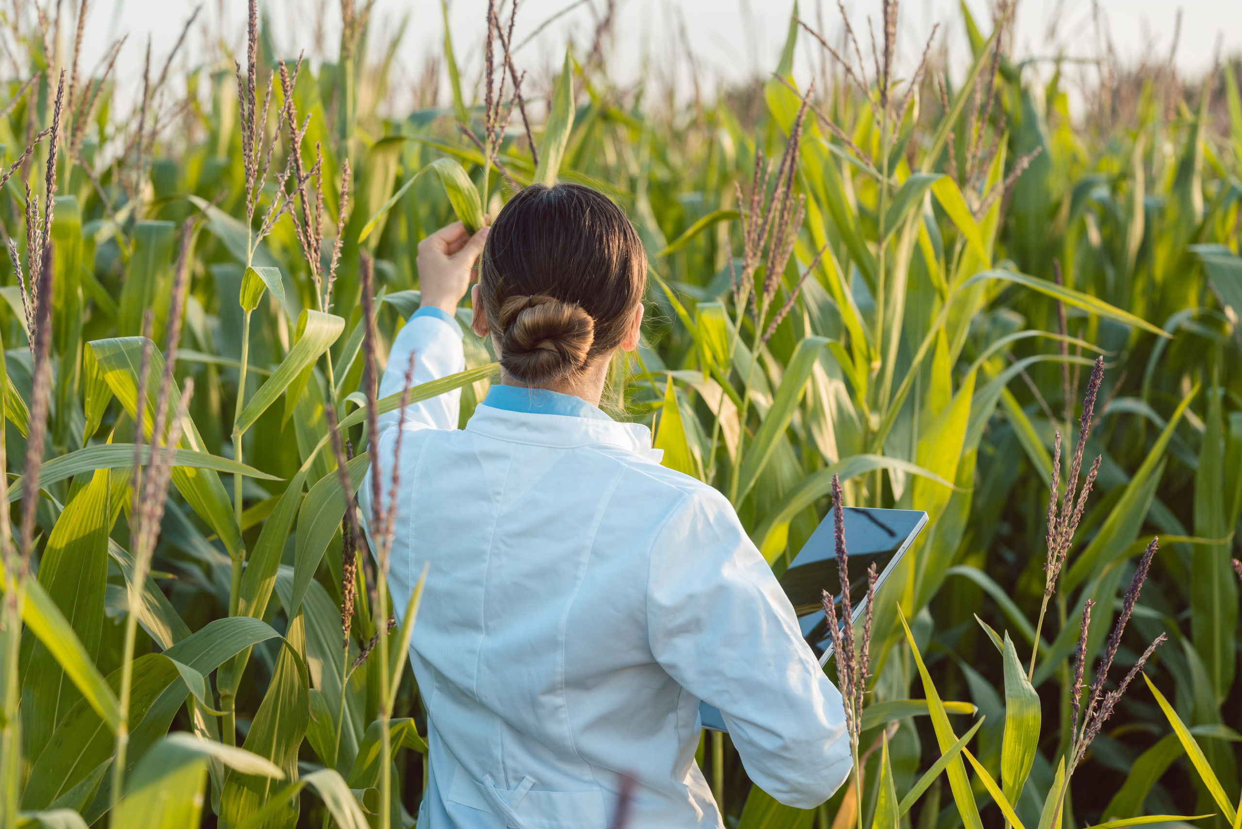 Where Food Comes From Inc The Non GMO Project