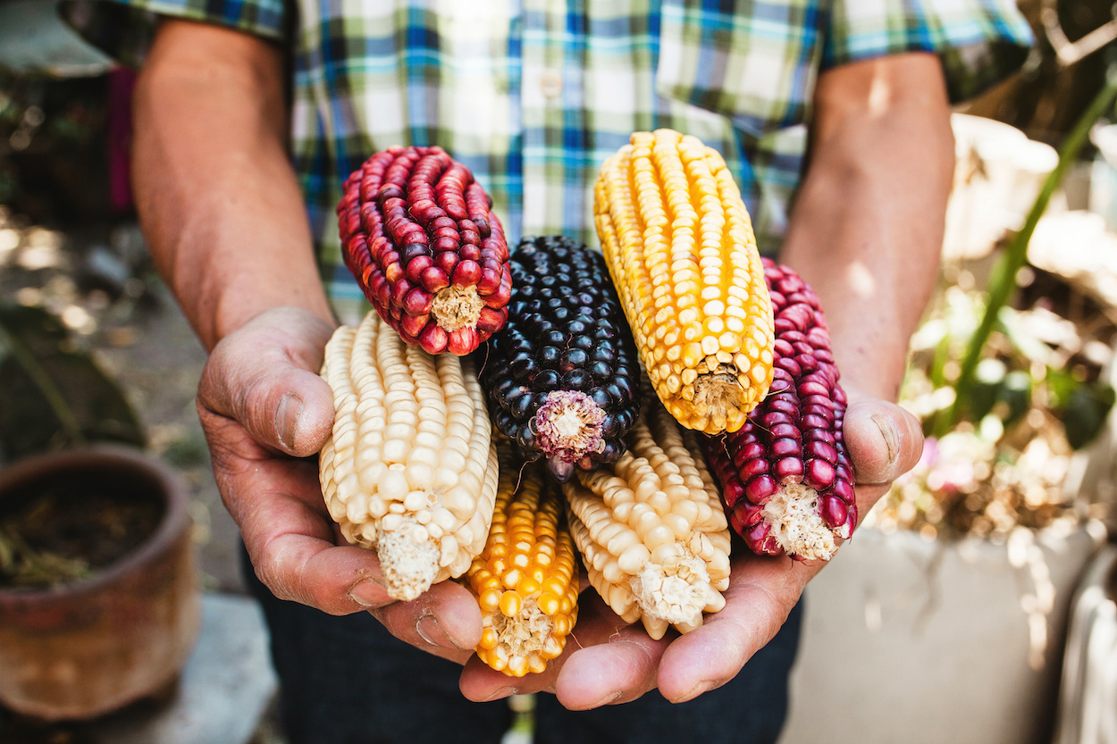 Non-GMO corn products