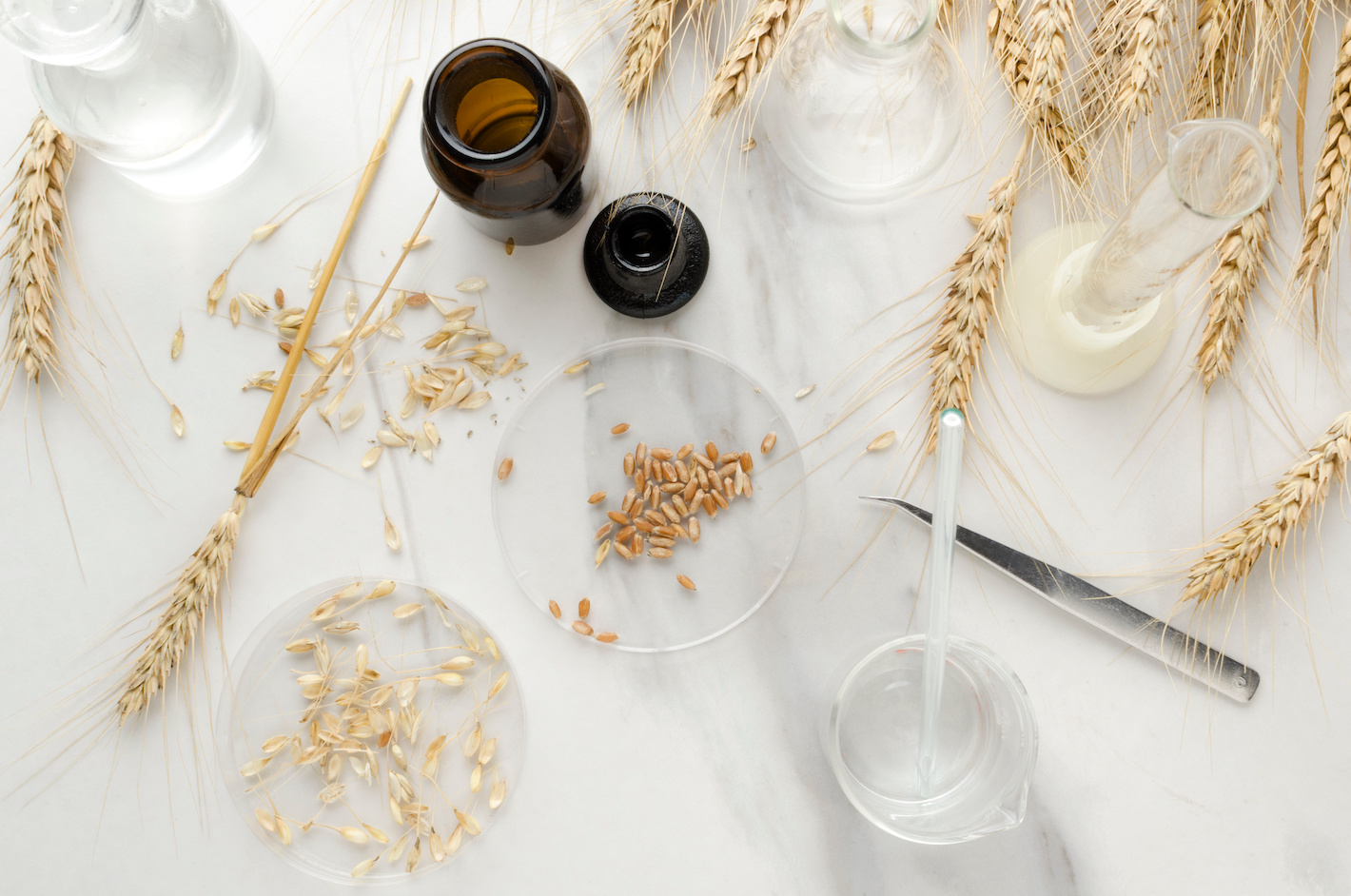 Top view of lab glassware, tubes and petri dish, wheat stems and seeds. Concept of testing seed