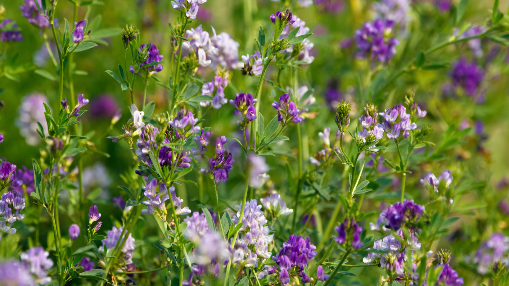 Alfalfa flowers