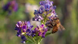 Bee on Alfalfa flower