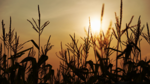 Corn in silhouette against a sunset backdrop