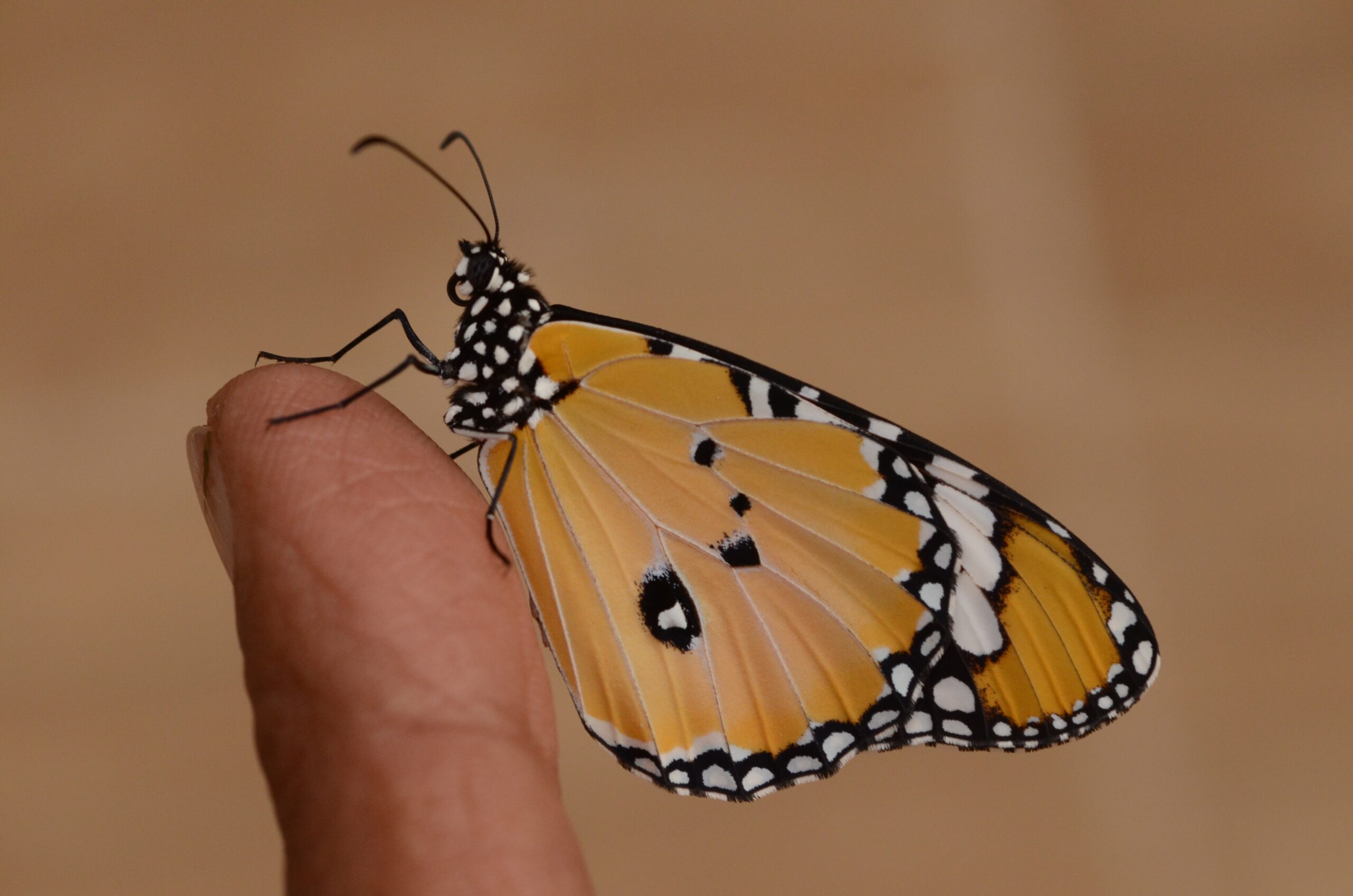 Monach Butterfly sitting on index finger