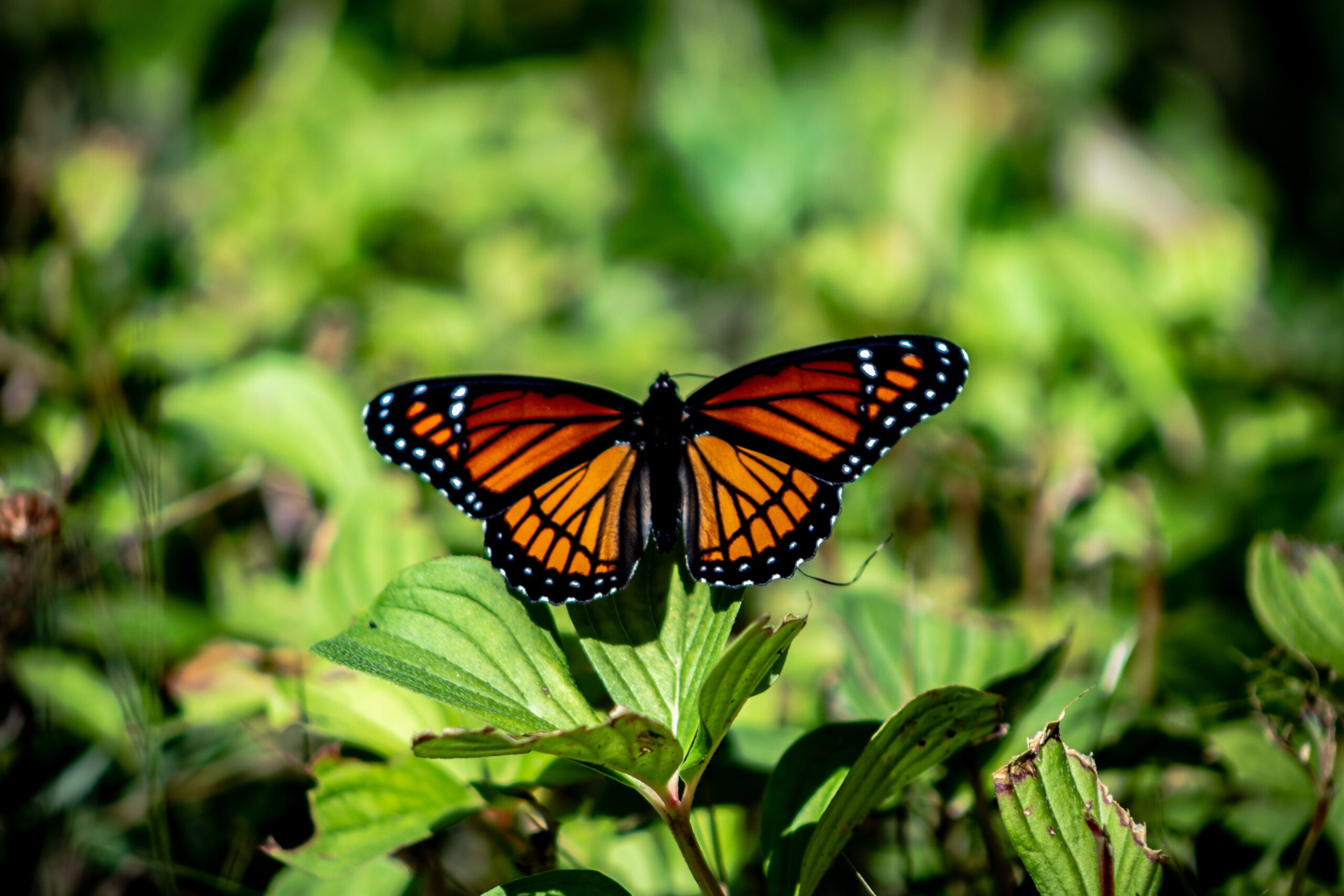 Monarch Butterfly out in the wild