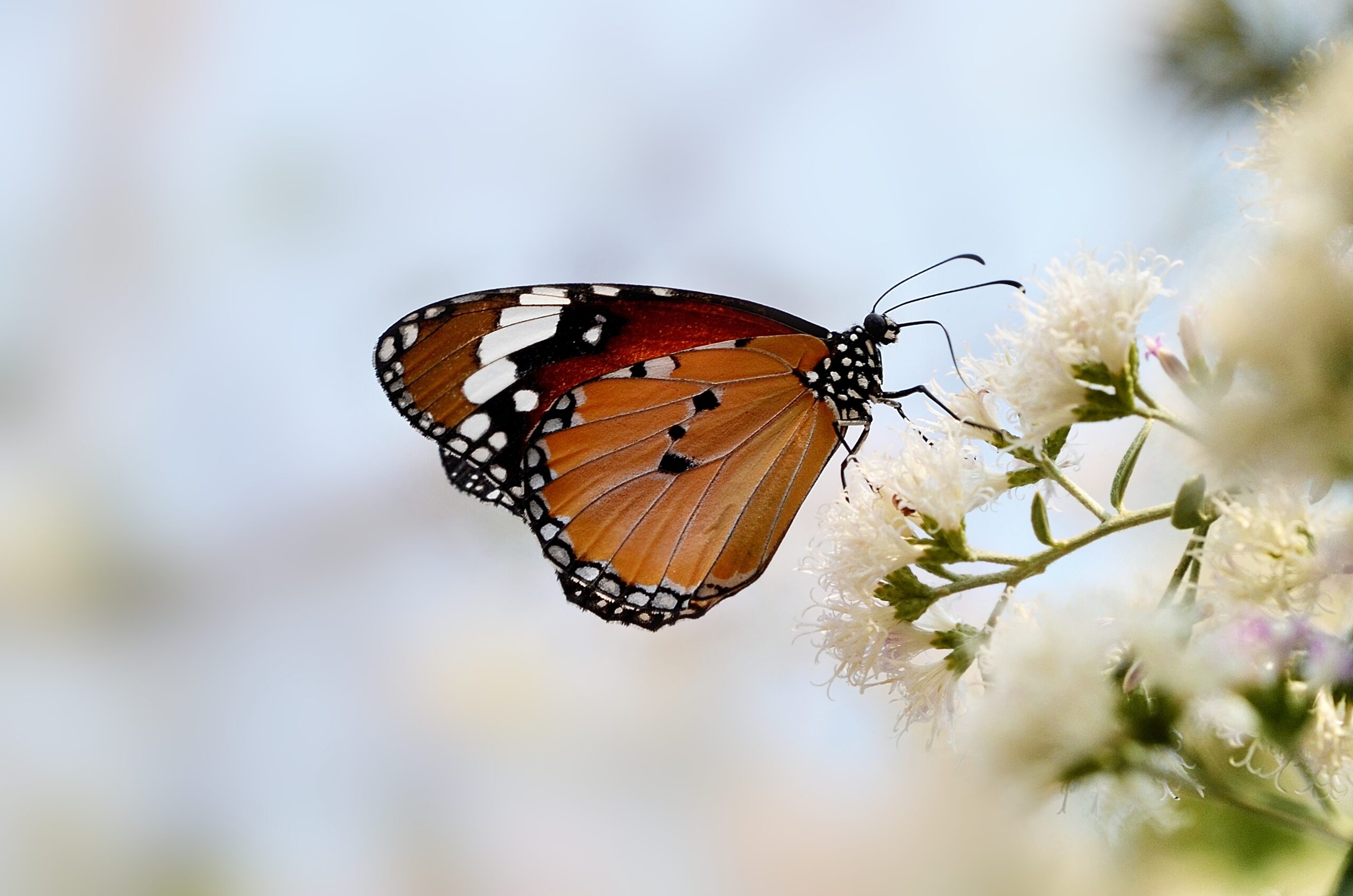 Monarch butterfly sitting on white flower