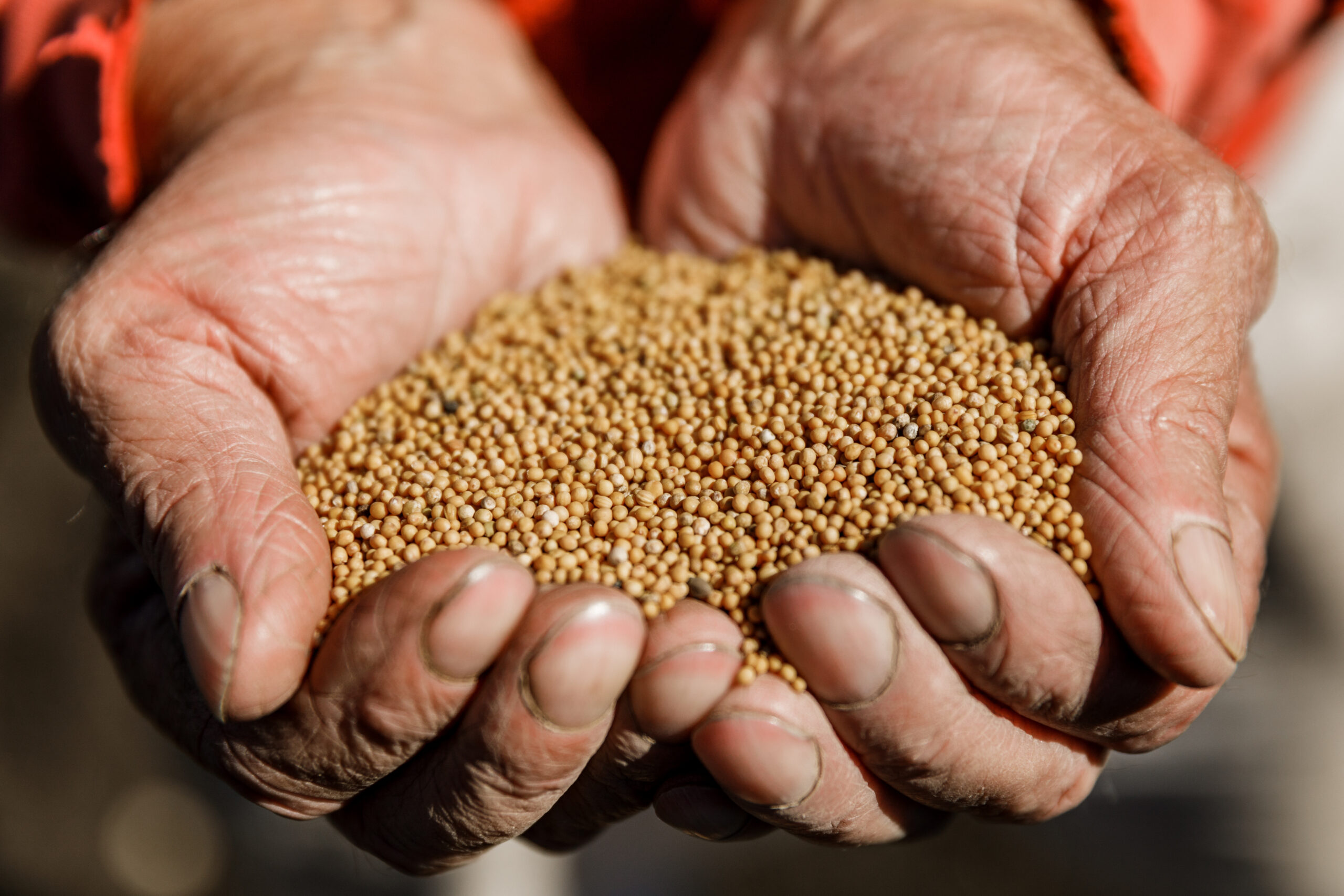 tiny mustard seeds in the farmer's hand