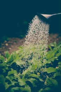 Watering plants in garden